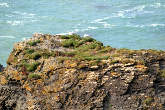 Gulls taking time out and enjoying the evening sun on the cliff tops